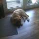süße Schaferhündin mix mit Shar pei